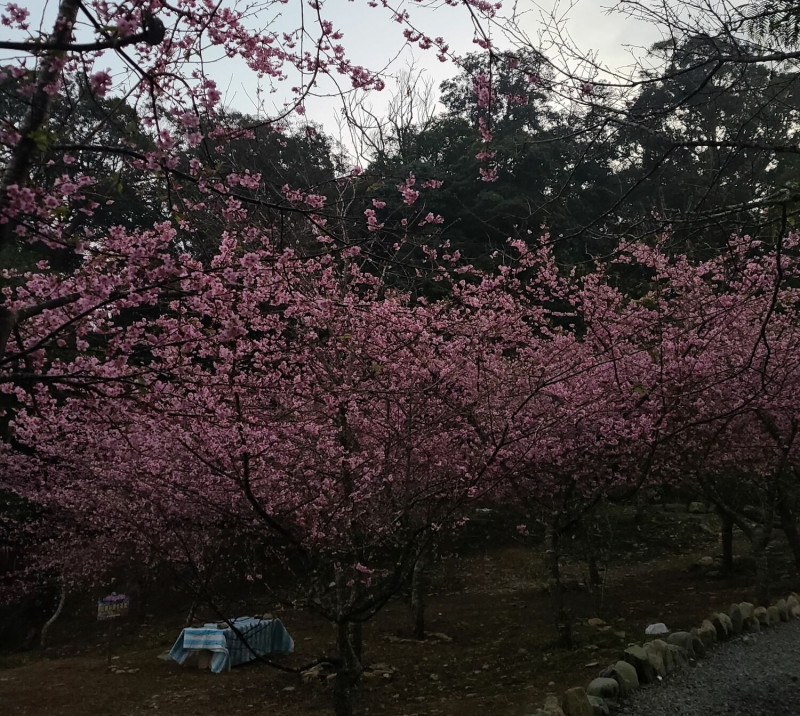 桃源寶山櫻花季1/14開跑。   圖：寶山社區發展協會/提供