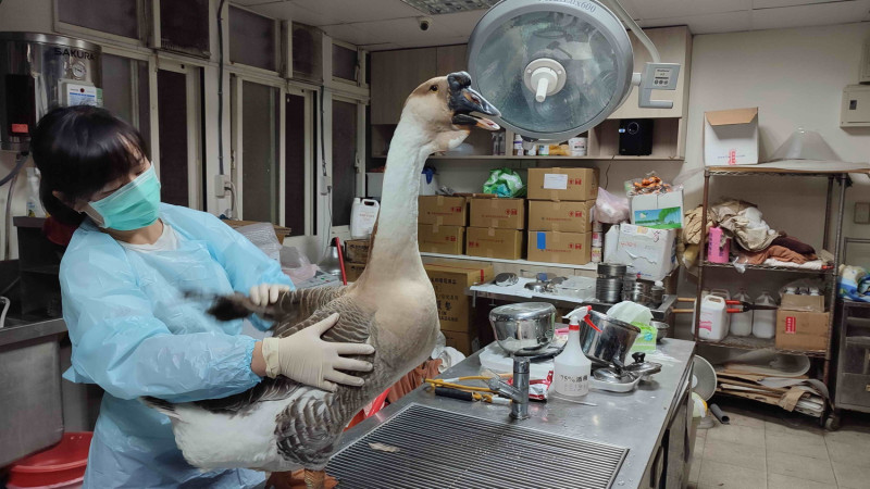 動保處獸醫替「鵝」子身體檢查確認健康無虞。   圖：新北市動保處提供