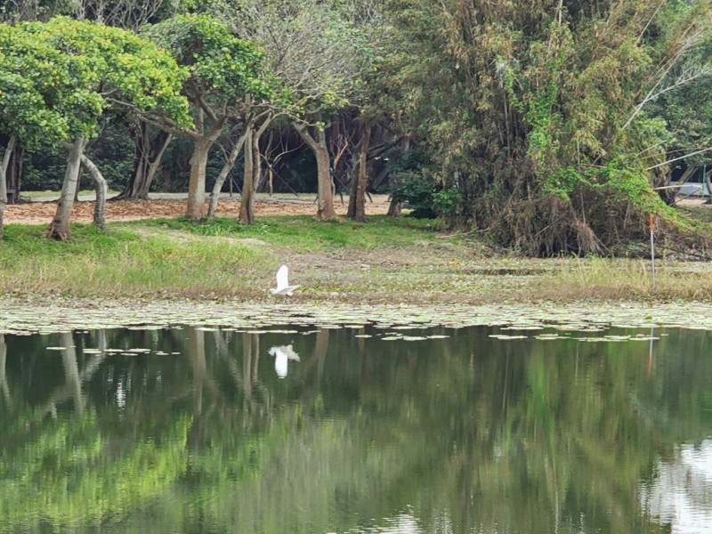 八里十三行文化公園周邊改善-生態池。   圖：新北市高灘處提供