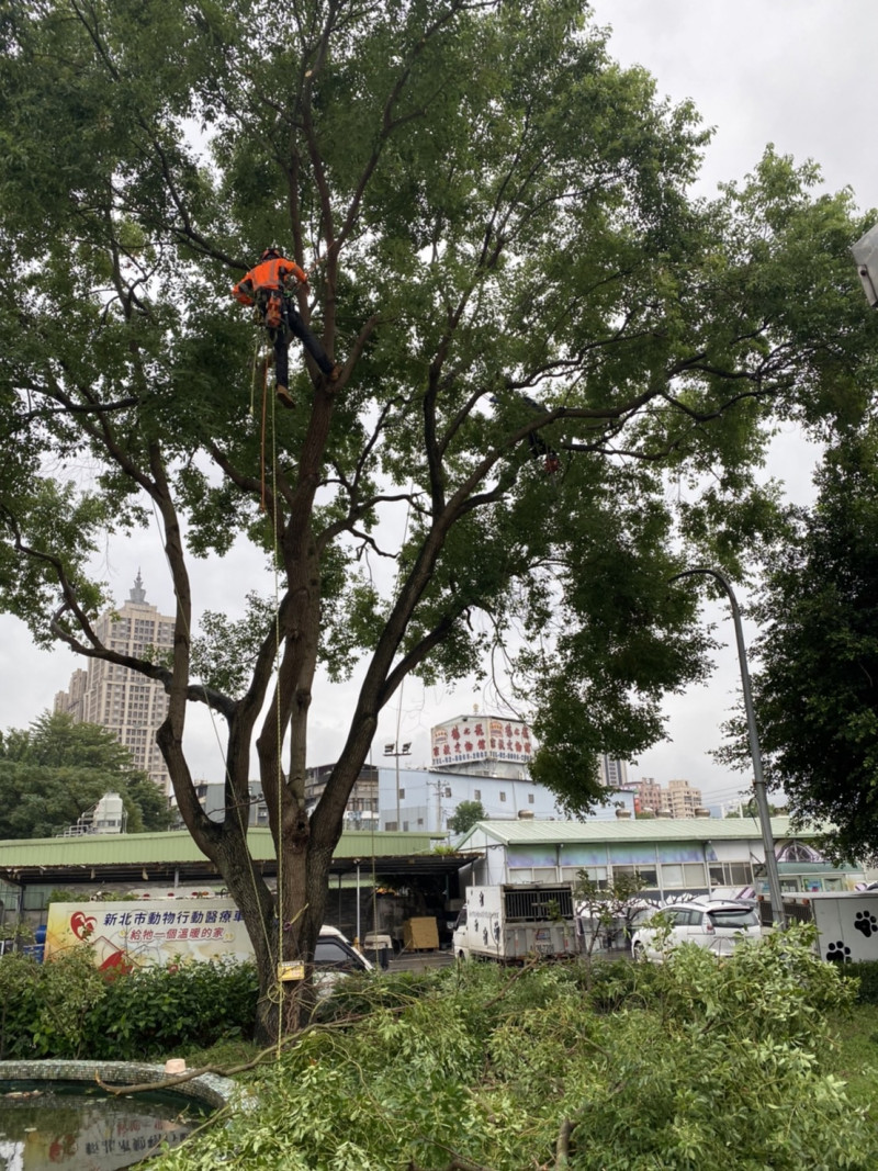 一起一落間就將高處樹枝移。   圖：新北市動保處提供