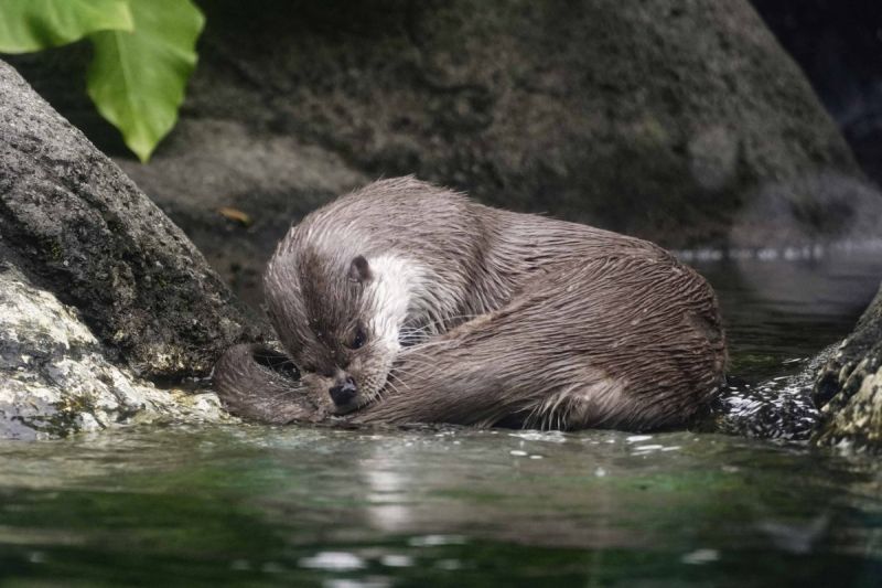 幫浪浪不如從根源救助，動物園籲：「別餵食」，因為外來的遊蕩動物一旦開始繁殖，無論對本土的野生動物或其賴以生存的自然環境都有損害。   圖為歐亞水獺／臺北市立動物園授權提供