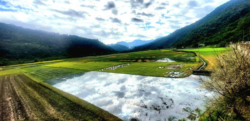 玉山國家公園轄內的南安部落有機稻田。   圖：取自玉山國家公園臉書