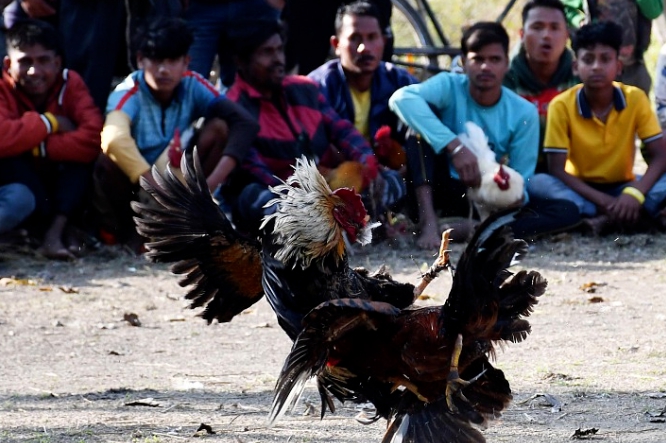 鬥雞在東南亞地區相當盛行。   圖 : 翻攝自環球網