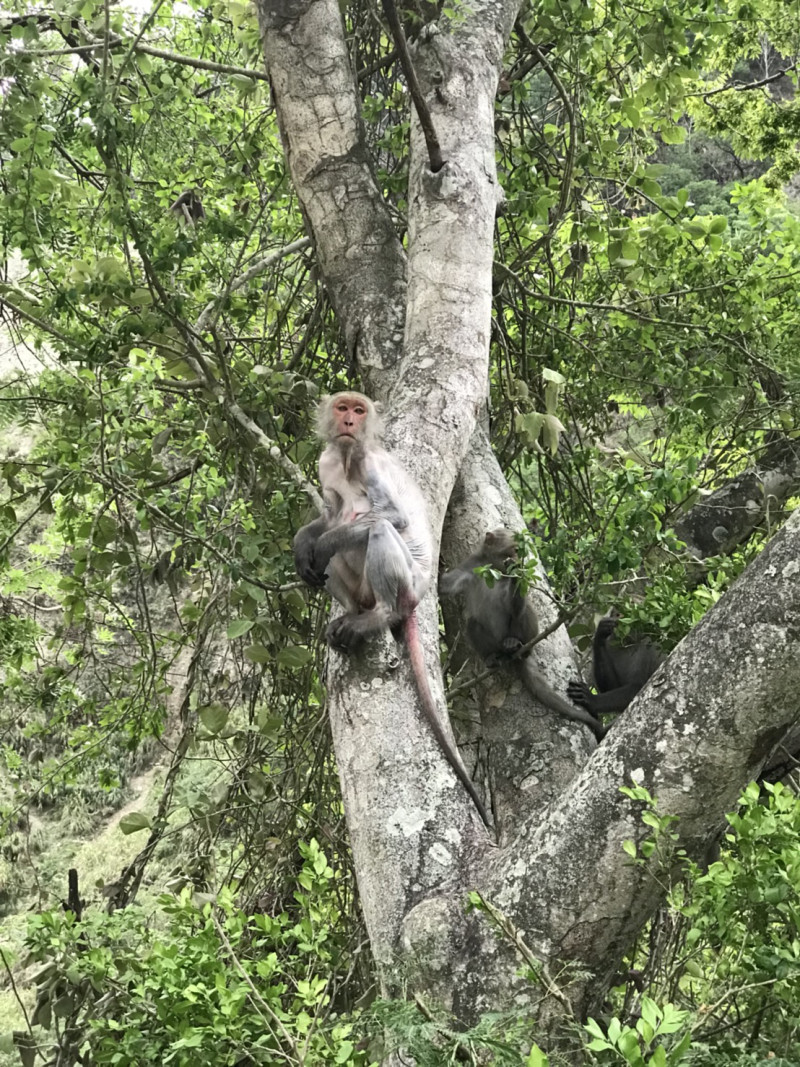 脫毛不健康的獼猴。   圖：太魯閣國家公園管理處／提供