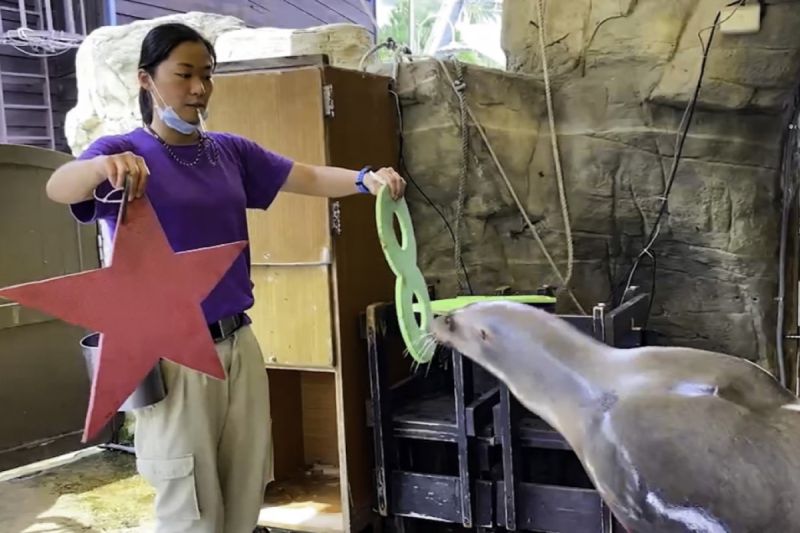 為台灣動物福祉努力，動物園勤辦訓練工作坊增加專業，更辦比賽促進台灣動物界從業者的實務交流。   圖／遠雄海洋公園授權提供