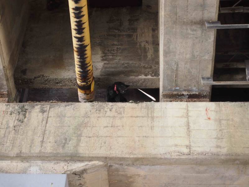 小黑狗受困秀朗橋下橋礅。   圖：新北市動保處提供
