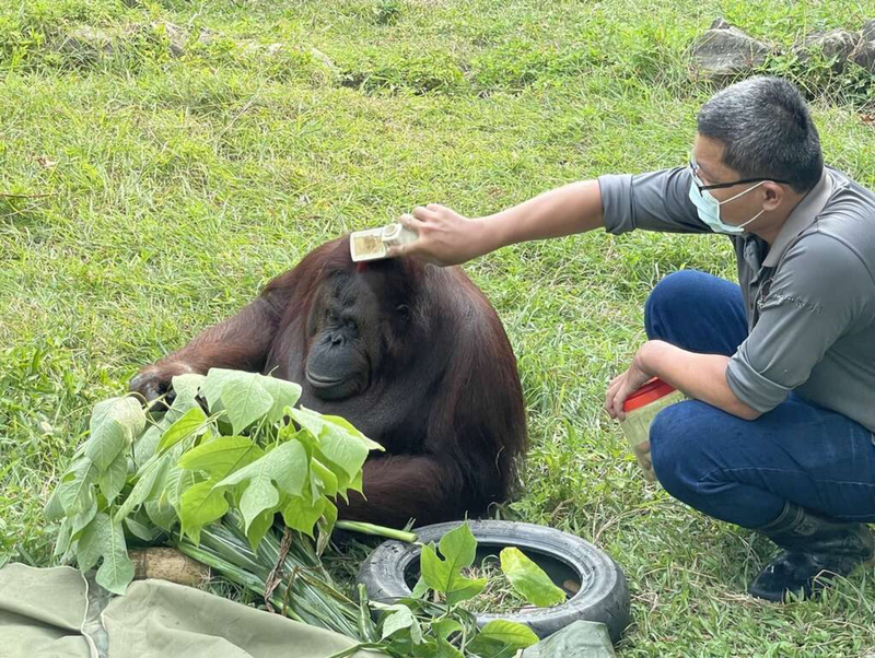 高雄壽山動物園保育員陳永仁負責照顧紅毛猩猩咪咪，細心觀察咪咪身心狀況，讓咪咪及早獲得治療。   圖：中央社／高雄市觀光局提供