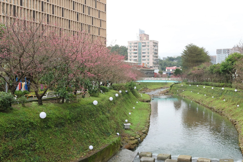溪畔與兩側櫻花交映的美景。   圖：新北市景觀處提供