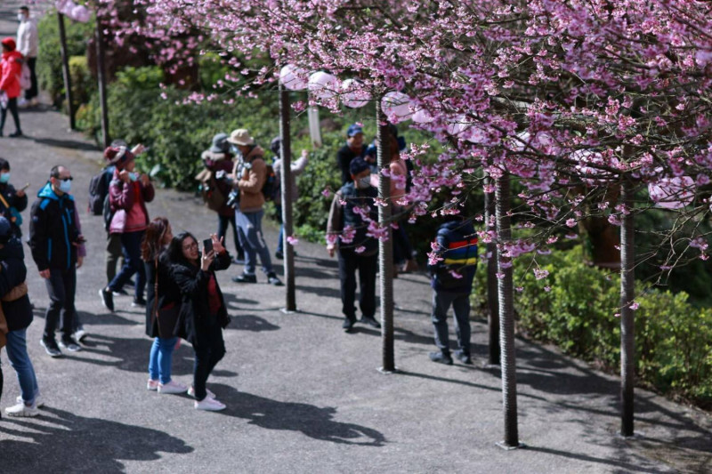 天元宮吸引眾多民眾前往走春賞櫻。   圖：新北市景觀處提供