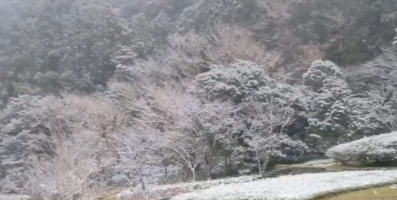 明池國家森林遊樂區下雪美景。   圖：翻攝自明池國家森林遊樂區臉書