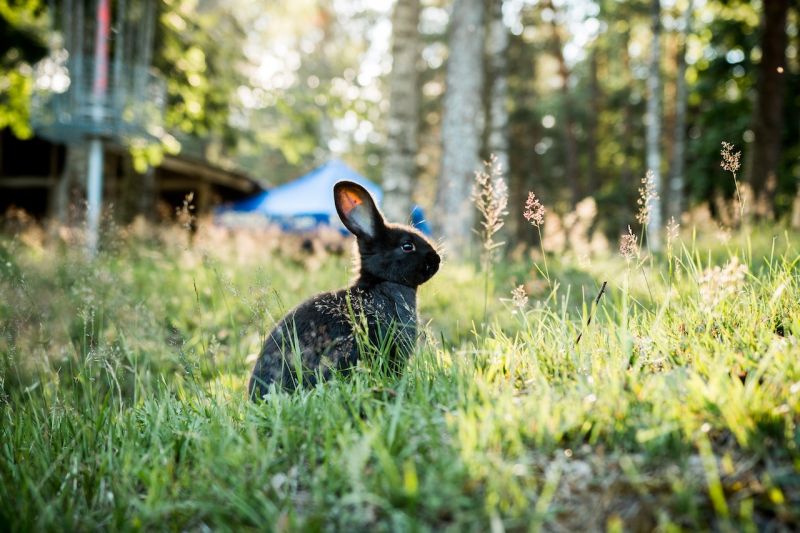 農曆春節已經到來，生肖運勢也將出現大轉變，今年恰逢癸卯年，也是60年一遇的「黑兔年」。   示意圖／Pexels