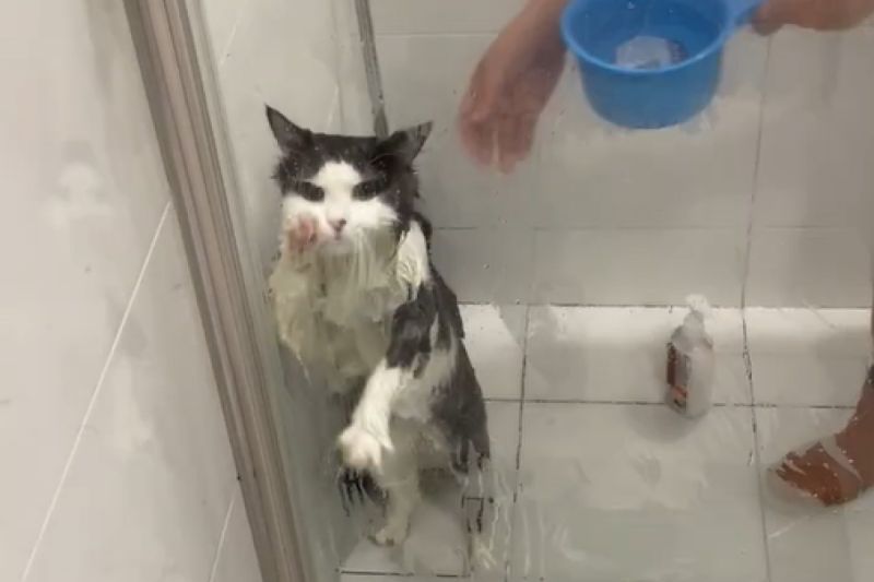 「放我出去！」厭澡貓想破牆逃離，最終結局淒涼。   圖／Youtube： ViralHog