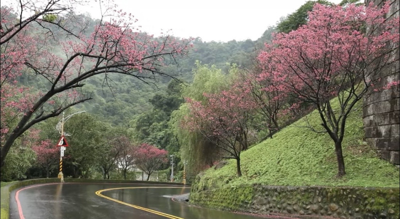 S型彎道上，沿線種植成排的台灣山櫻。   圖：新北市景觀處提供