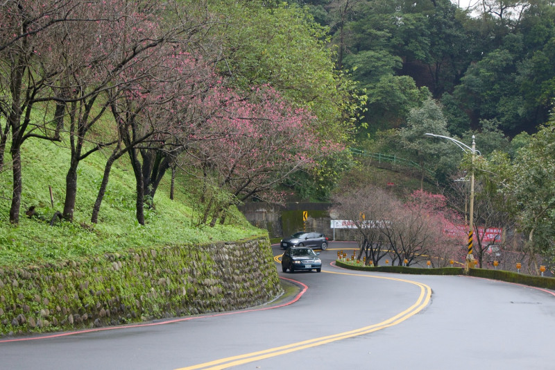 中和烘爐地台灣山櫻已陸續綻放。   圖：新北市景觀處提供