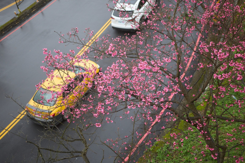 花期預估可持續至2月中旬。   圖：新北市景觀處提供