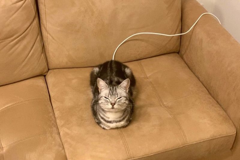 飼主回家發現貓咪小秘密，牠沙發上待機充電中。   圖／Twitter：cat_anko3