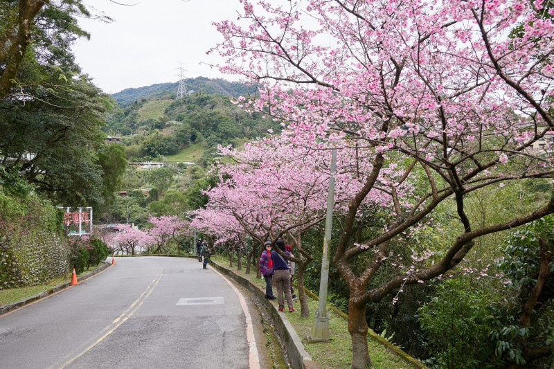 一片櫻花海景致染上新烏路上的花園新城。   圖：新北市景觀處提供