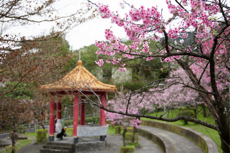 新店櫻花街旁的屈尺公園。   圖：新北市景觀處提供