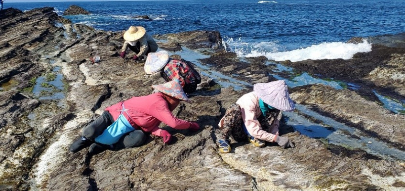 海女們摘取海髮菜。   圖：新北市漁業處提供