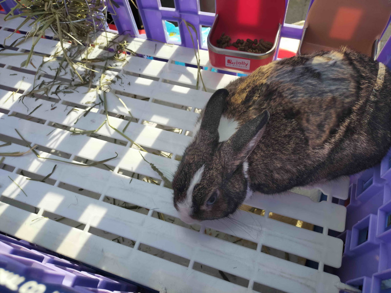 兔子飼養要提供腳踏墊，使用寬板塑膠踏板較佳，不可使用鐵條踏板，鐵條底網會造成胼胝(足底炎)，嚴重者甚至須截肢。   圖：新北市動保處提供
