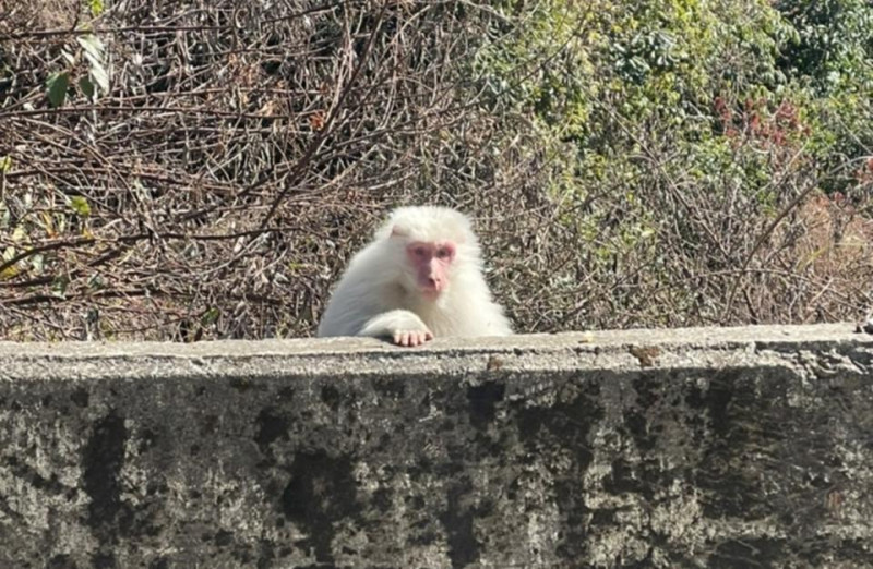 梨山出現白色獼猴。   圖：參山國家風景管理處／提供