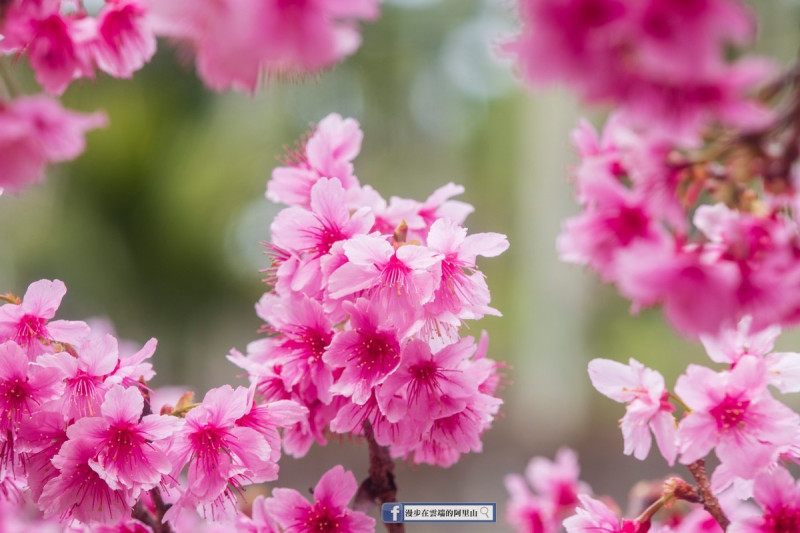 寒櫻是台灣緋寒系櫻花和日本山櫻繁衍的品種，具有早開、適應冷度的特性。   圖：取自漫步在雲端的阿里山臉書