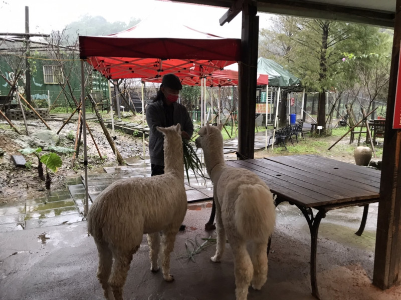 鹿羽松牧場中，業者與羊駝之互動。   圖：新北市動保處提供