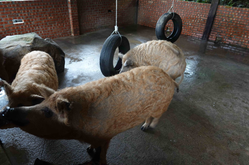 鹿羽松牧場在綿羊豬的飼養環境擺設石塊和輪胎，以提高環境豐富度。   圖：新北市動保處提供