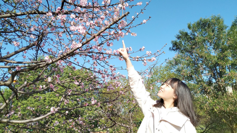 駐足在櫻花樹下抬頭欣賞著美麗的花朵。   圖：新北市高灘處提供