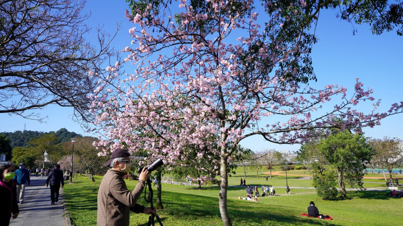 櫻花盛開吸引民眾駐足觀賞。   圖：新北市高灘處提供