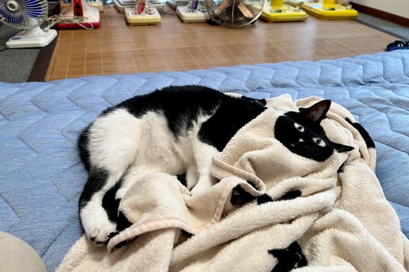 黑白貓蓋毯子不小心合體，網友笑：「無違和」。   圖／Twitter：omochi_nam01