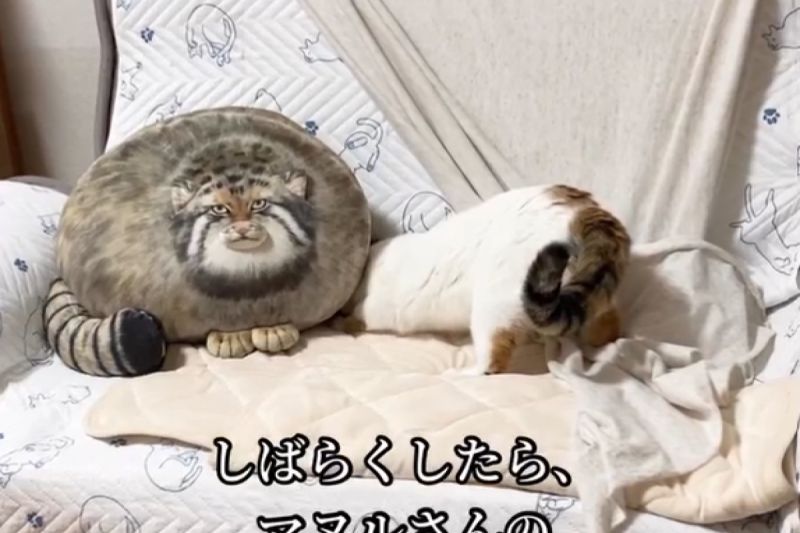 飼主買了一隻兔猻玩偶坐鎮沙發，貓端坐對視好緊張：「你是誰？」。   圖／Instagram：kofuku.___