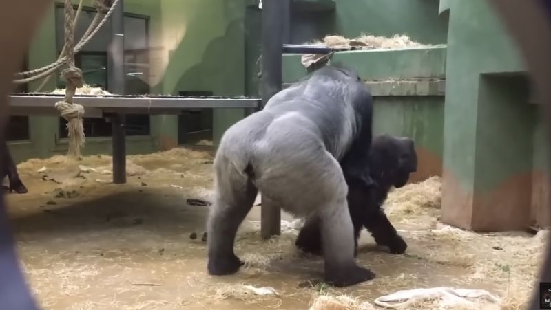 國外一座動物園被捕捉到特別的畫面，一對大猩猩互相注視許久之後，竟然開始當眾交配。   圖／翻攝自YouTube／TrBeats NewMzk