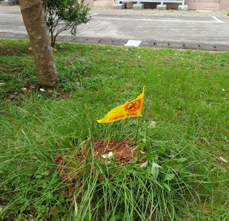 位於變電所停車場旁草坪剛形成的蟻丘。   圖：新北市紅火蟻專管中心提供