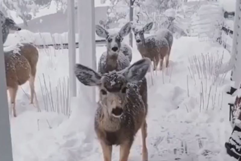 救下一頭被箭射中的鹿，冬天牠結伴探訪：「謝謝你幫我」。   圖／Instagram：ayudaanimalglobal