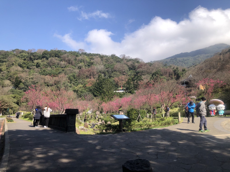 陽明山櫻花季目前花況。   圖：取自阿里山櫻花臉書