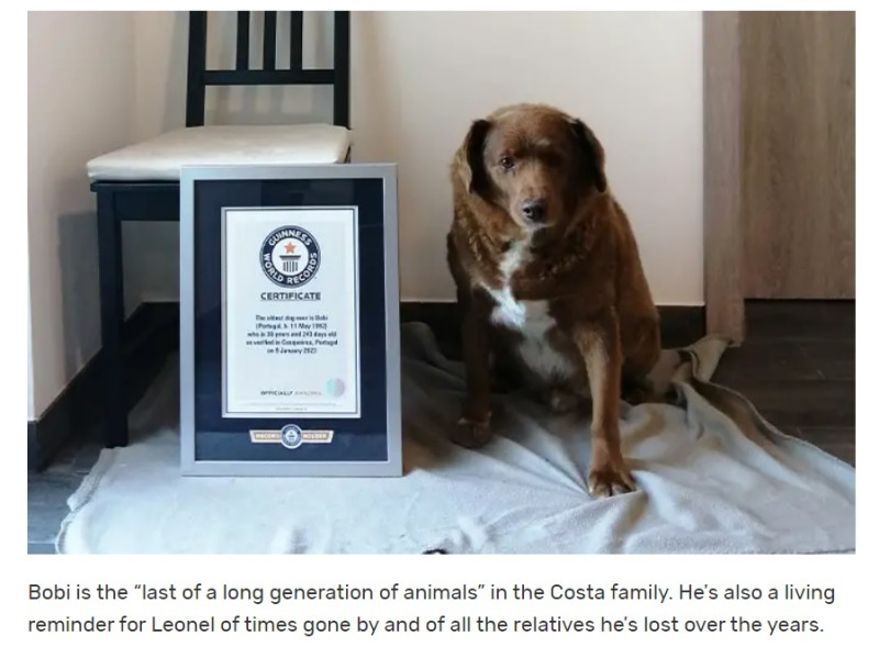 金氏世界紀錄認證，葡萄牙家犬「Bobi」出生於1992年5月11日，不僅是現今最老的狗，也是有史以來活得最久的狗。   圖：翻攝自金氏世界紀錄官網