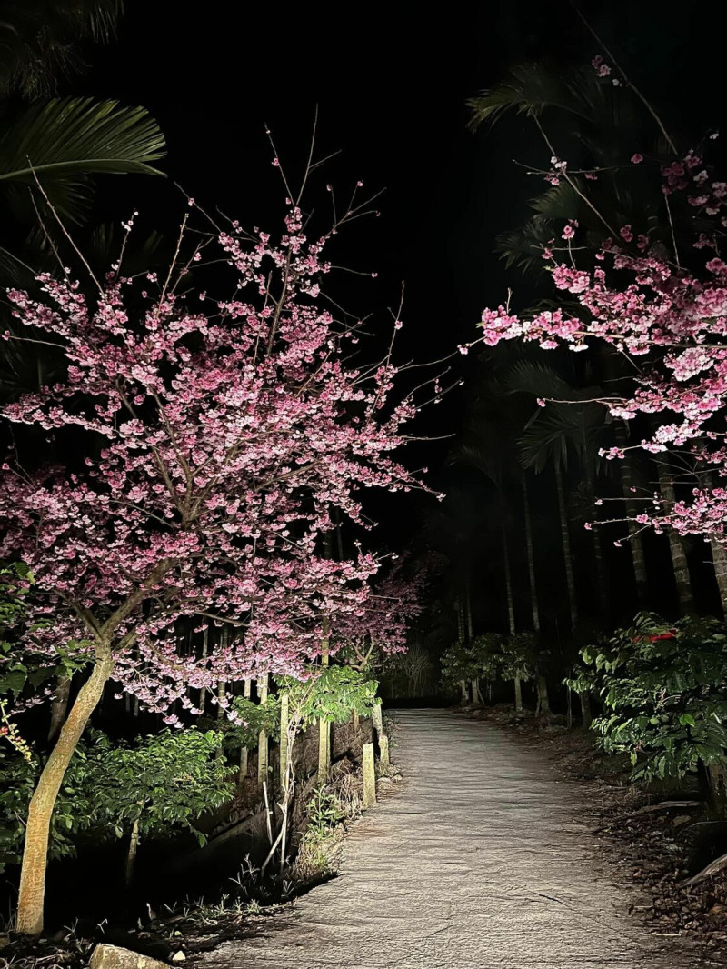 草嶺櫻花季大約種植10,000棵櫻花樹。   圖：取自青山坪農場臉書