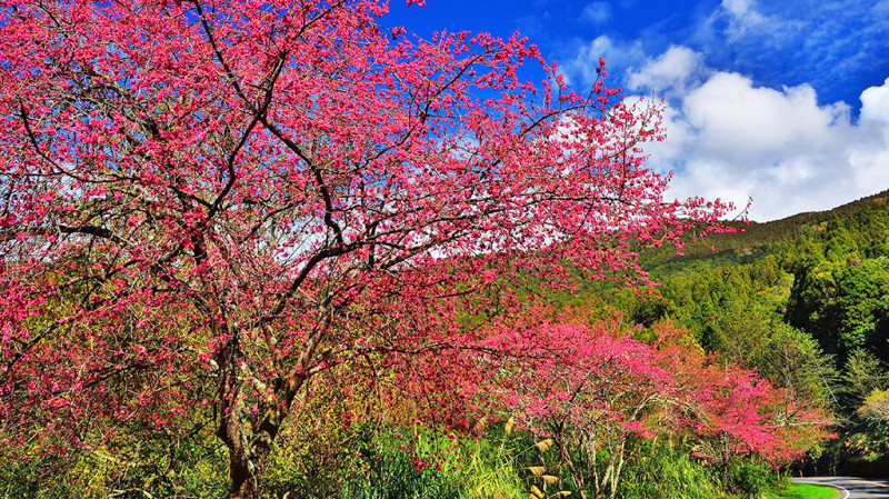每年阿里山櫻花季花期預計在3月中開放。(資料照)   圖：取自阿里山國家風景區管理處網站