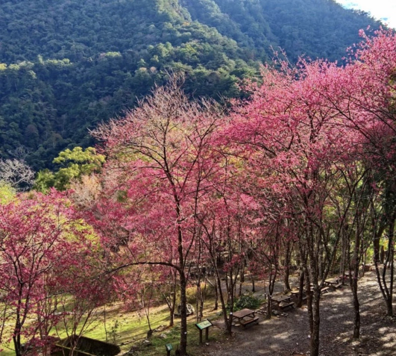 目前八仙山國家森林遊樂區內山櫻花已綻放8成。   圖：東勢林區管理處／提供