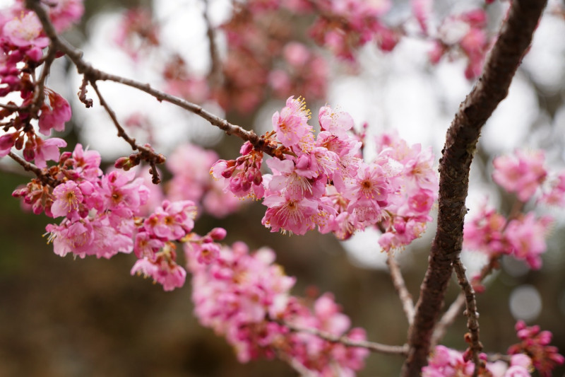 武陵農場的櫻花季正式於2月7日登場，持續至2月28日。   圖：翻攝自武陵農場臉書
