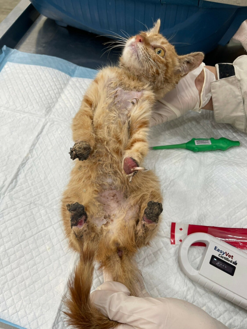 小貓四肢嚴重受傷殘缺。   圖：新北市動保處提供