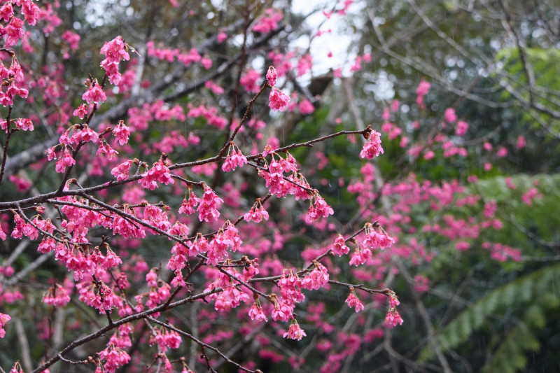 石碇區的櫻花已陸續綻放。   圖：新北市景觀處提供