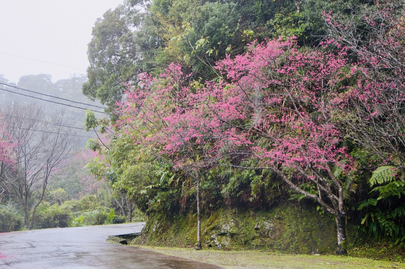 於二格道路、北47線及47-1線沿途已經可以看到許多換上粉色新裝的櫻花樹。   圖：新北市景觀處提供