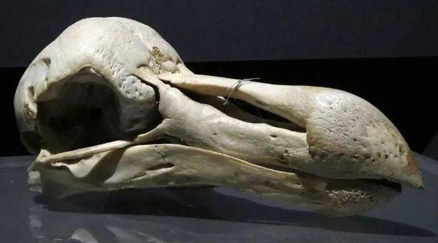 哥本哈根動物博物館珍藏的渡渡鳥頭骨，巨大的鼻腔讓它擁有了高度靈敏的嗅覺。 圖 : 翻攝自維基百科