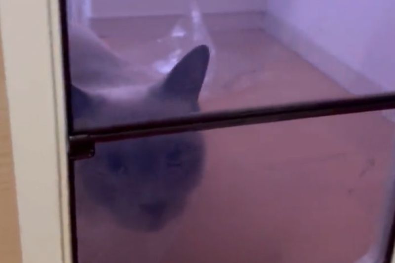 日本飼主正在教貓怎麼用貓門，結果下秒被牠的舉動驚呆。   圖／Twitter：nukosama