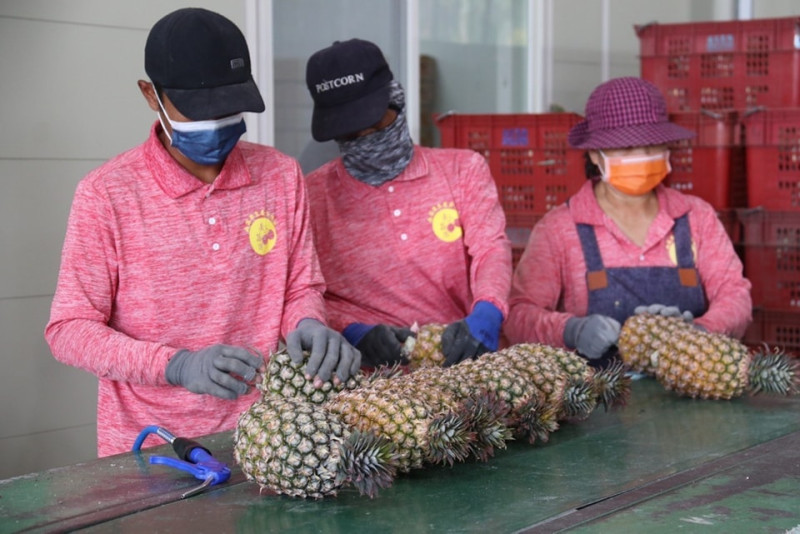 陳吉仲在臉書上發文表示，昨天至台南與屏東參訪，遇到屏東鳳梨農跟他說，當時被中國說關就關的態度嚇了，只能當作是提升自己品質的機會，目前力求提高品質並持續輸銷他國。   圖：翻攝自陳吉仲臉書專頁