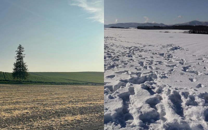 富良野觀光協會提醒，這些背後雪覆蓋的私人土地，全都是農田。   圖：取自富良野觀光協會臉書