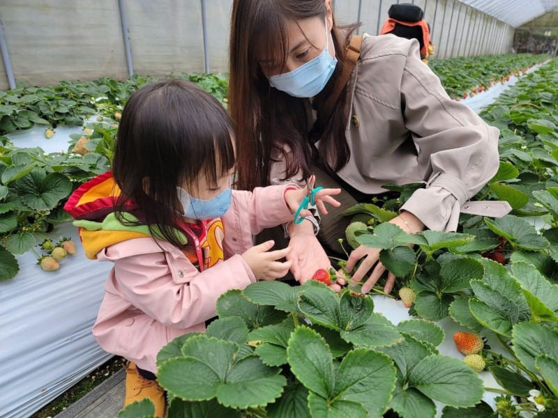 台北其實就有草莓園，位於內湖區山上就有21家草莓園（碧山路17家、大湖街3家、安泰街1家）。   圖：台北市政府產業發展局／提供  