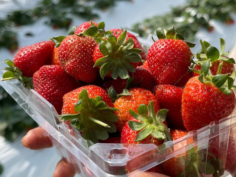 內湖草莓園多採溫室高架栽種就算是下雨也能夠採草莓。   圖：台北市政府產業發展局／提供  